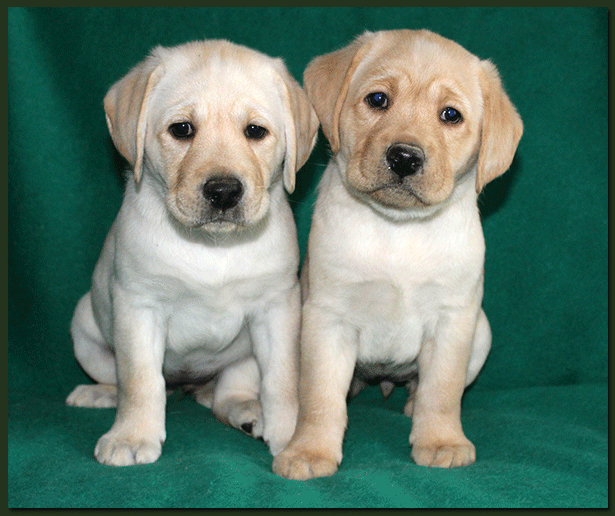 Labrador Retriever Zucht Von Der Hallwanger Pferdekoppel Fci
